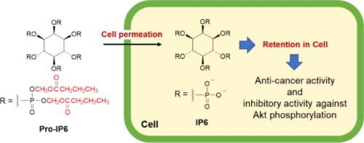 IP-6 (inositol hexanicotinate) ใน IP-1