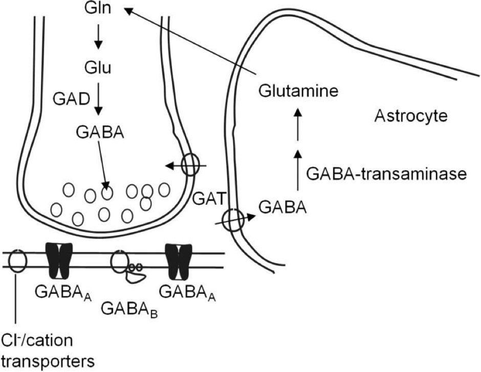 GABA (กาบ้า) หรือ Gamma-aminobutyric acid