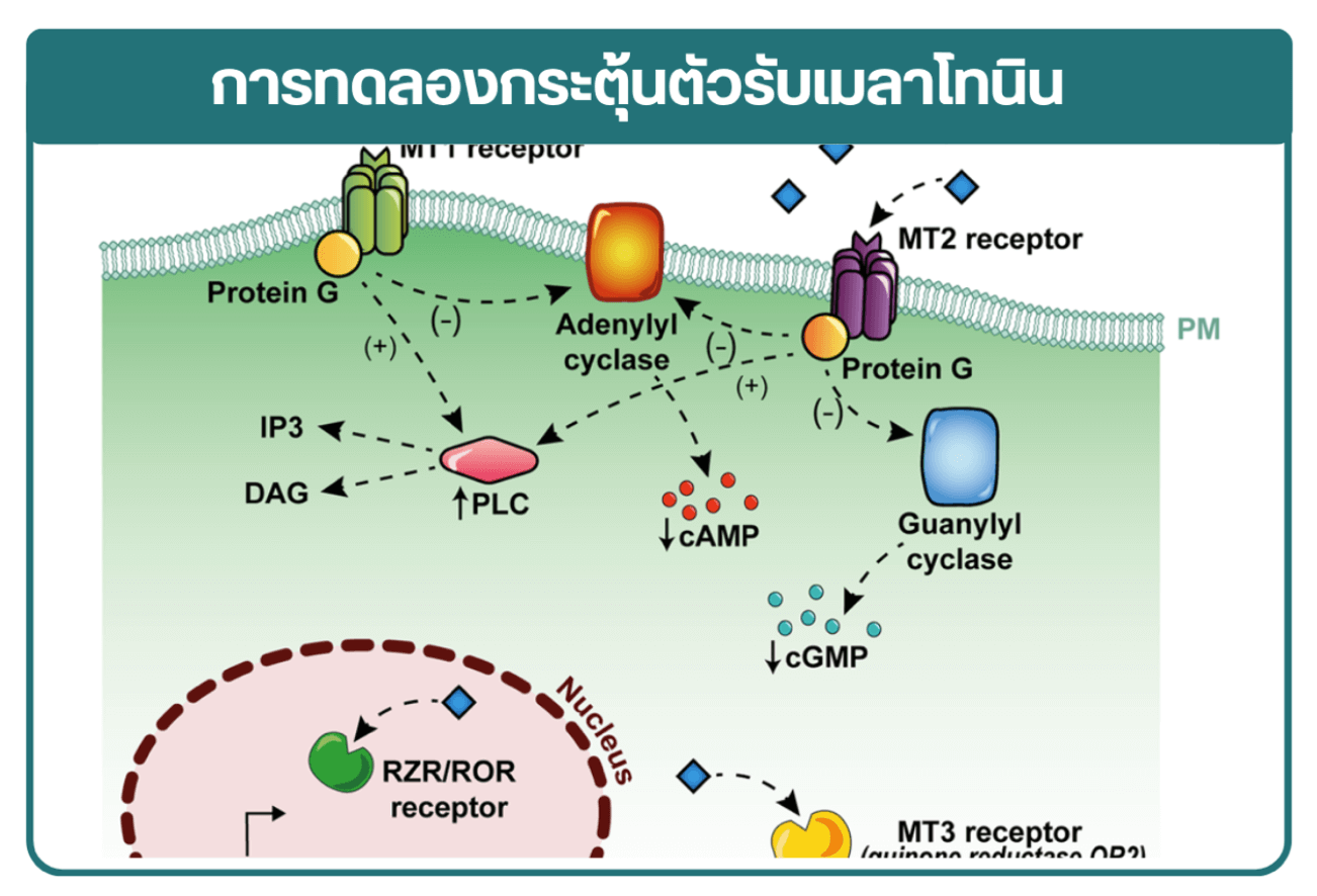 สมุนไพรแก้นอนไม่หลับ 40 ชนิดในสังข์วิชัย ฟื้นฟูสมองและช่วยหลับลึก